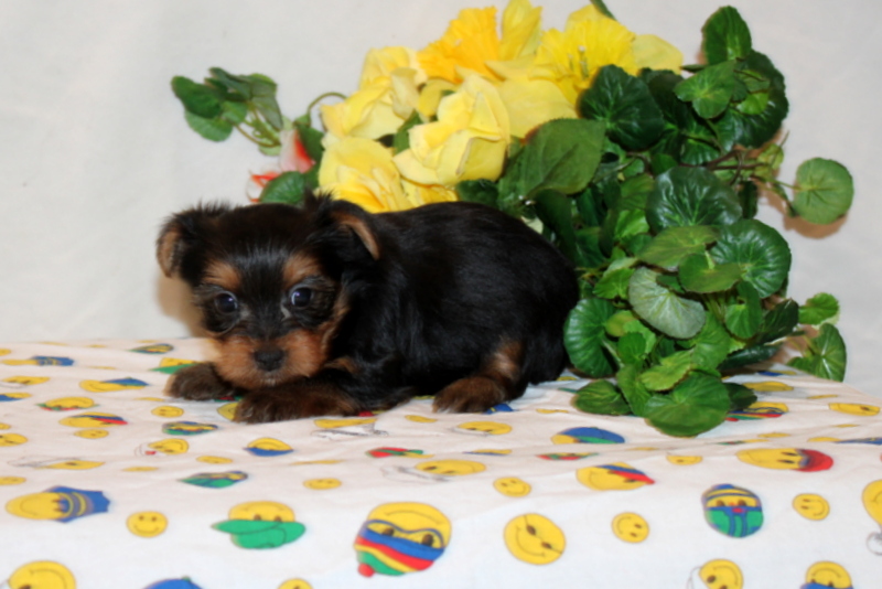 puppy, for, sale, Yorkshire Terrier, Matthew B. Stoltzfus, dog, breeder, Gap, PA, dog-breeder, puppy-for-sale, forsale, nearby, find, puppyfind, locator, puppylocator, aca